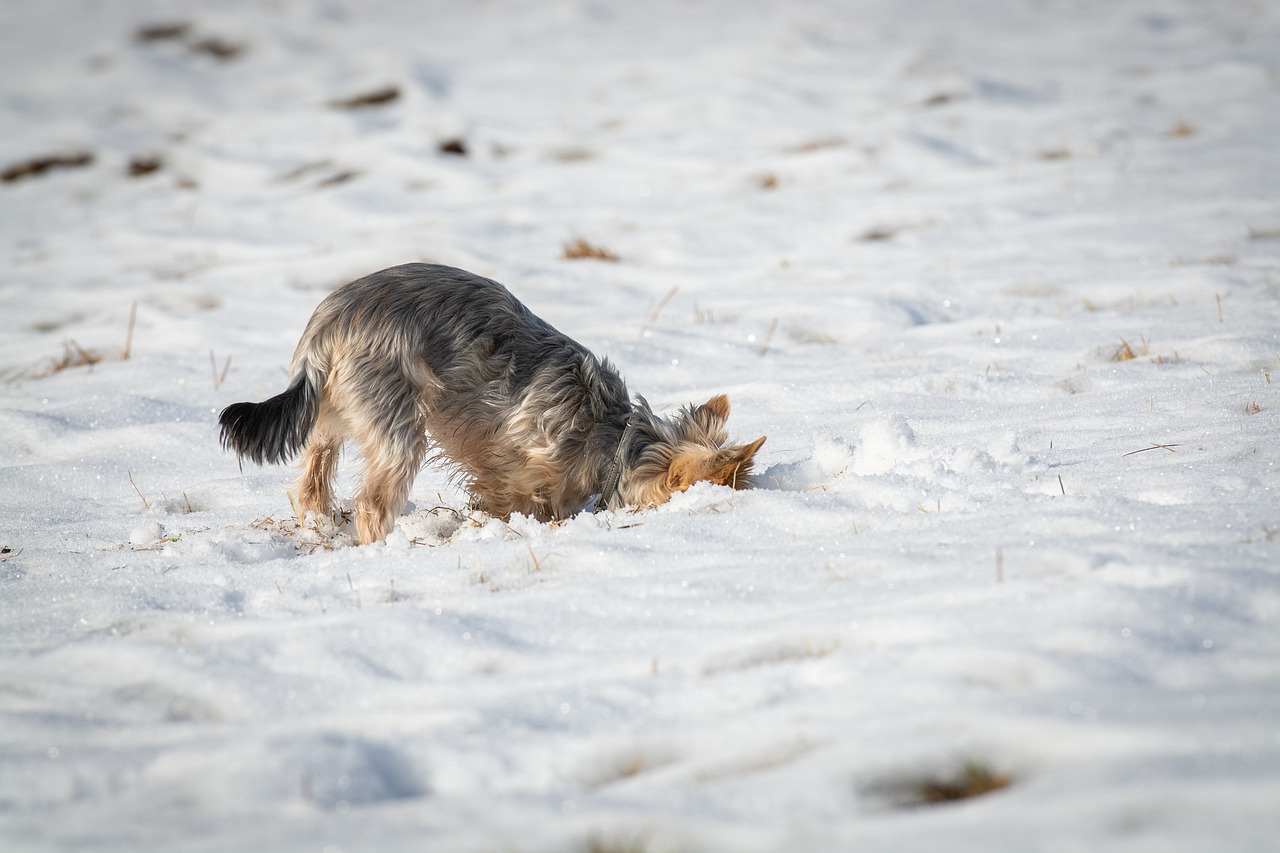 An image of a small dog digging into the snow.